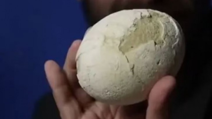 Hallazgo histórico: investigadores argentinos encuentran un huevo de dinosaurio de 70 millones de años en perfecto estado